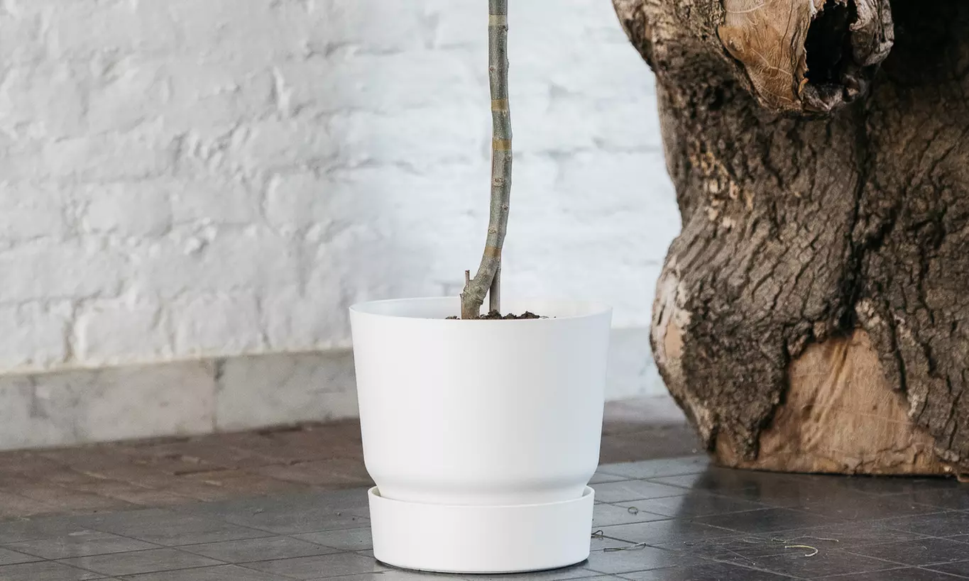 1 of 2 XXL rustieke olijfbomen