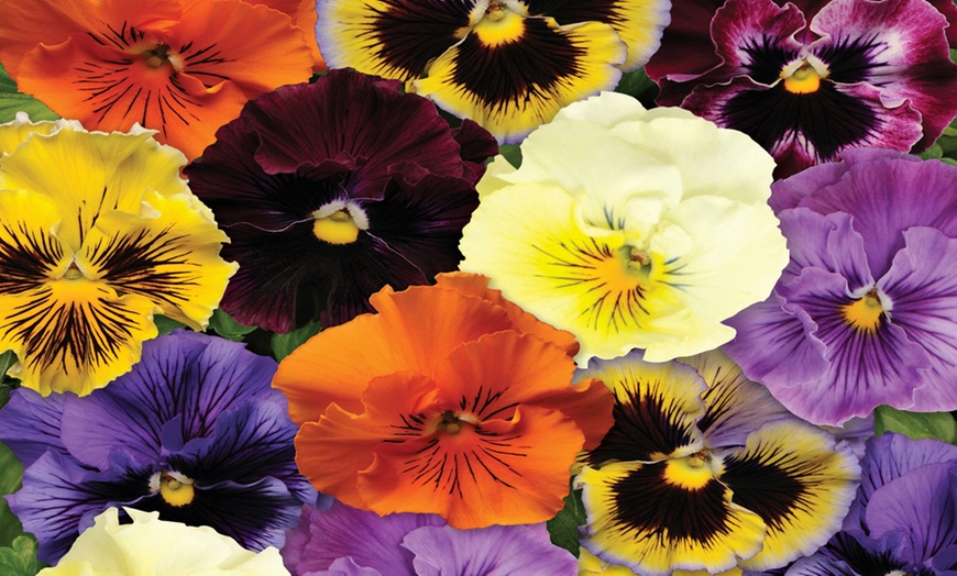 Image 4: 12 or 24 Scented Pansy Frizzle Sizzle Mix Plants with 50g Plant Food