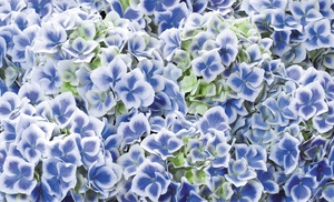 One, Two or Three Hydrangea Bicolor Blue and White Plants