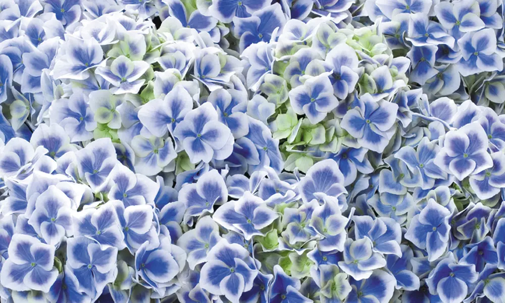 One, Two or Three Hydrangea Bicolor Blue and White Plants - Primary Image