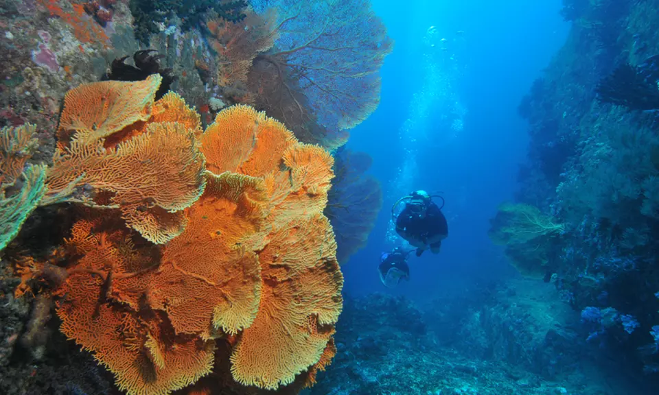 Wybrane kursy nurkowania z Best Divers