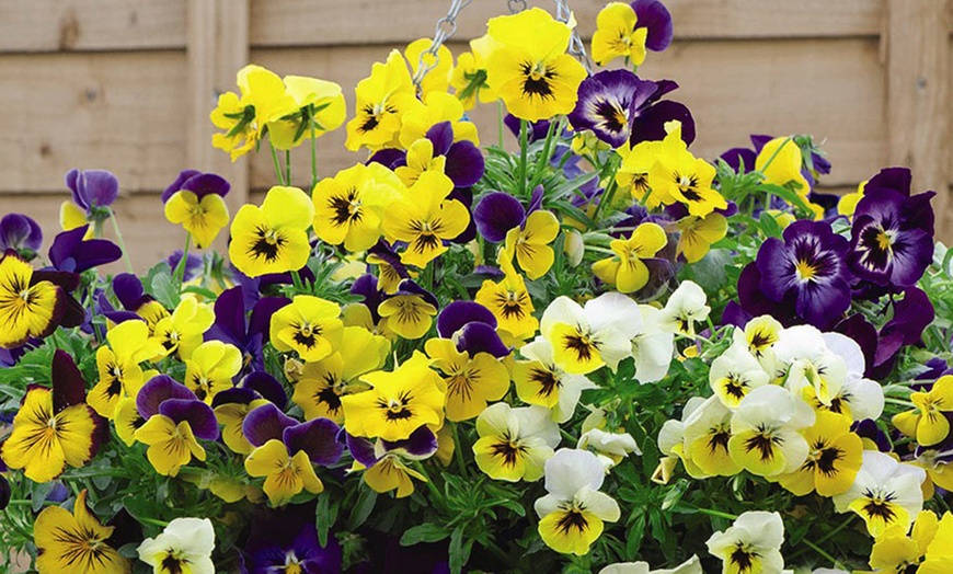 Image 1: 24, 48 or 72 Pansy Waterfall Mixed Plants