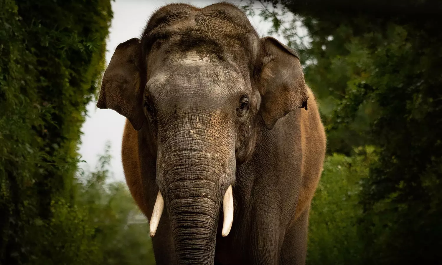 Découvrez plus de 300 animaux au zoo de Maubeuge
