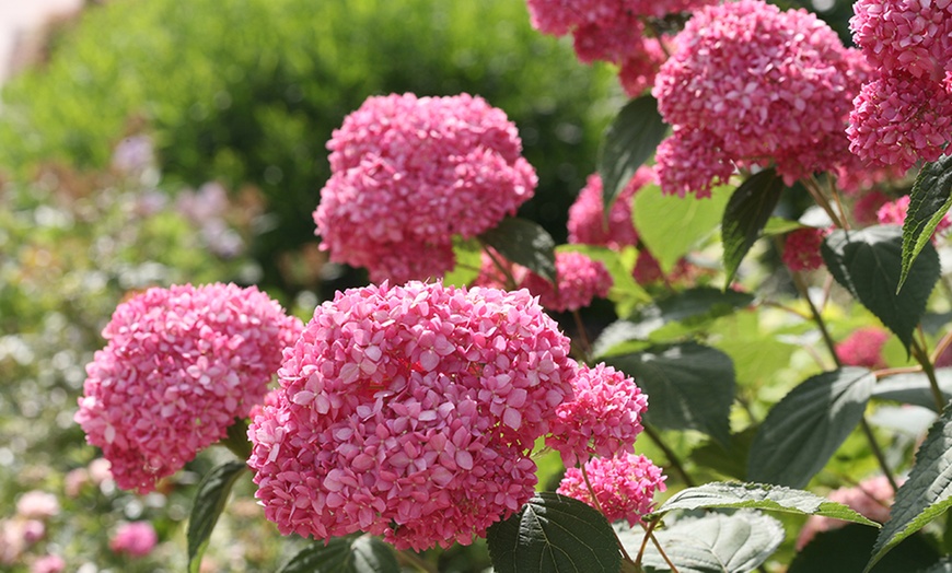 Image 1: Annabelle XXL roze hortensia's