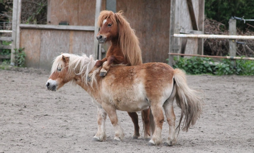 Image 3: Kuscheln mit einem Pony