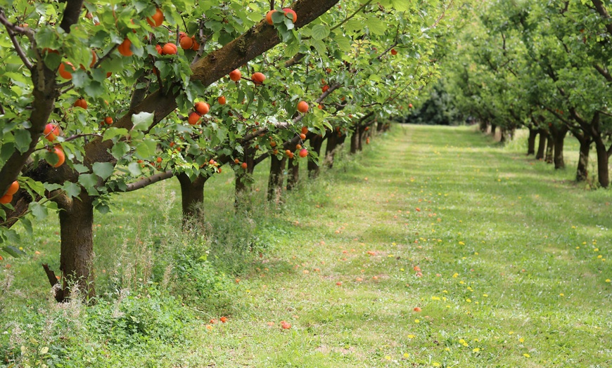 Image 4: Set de 5 arbres fruitiers XXL