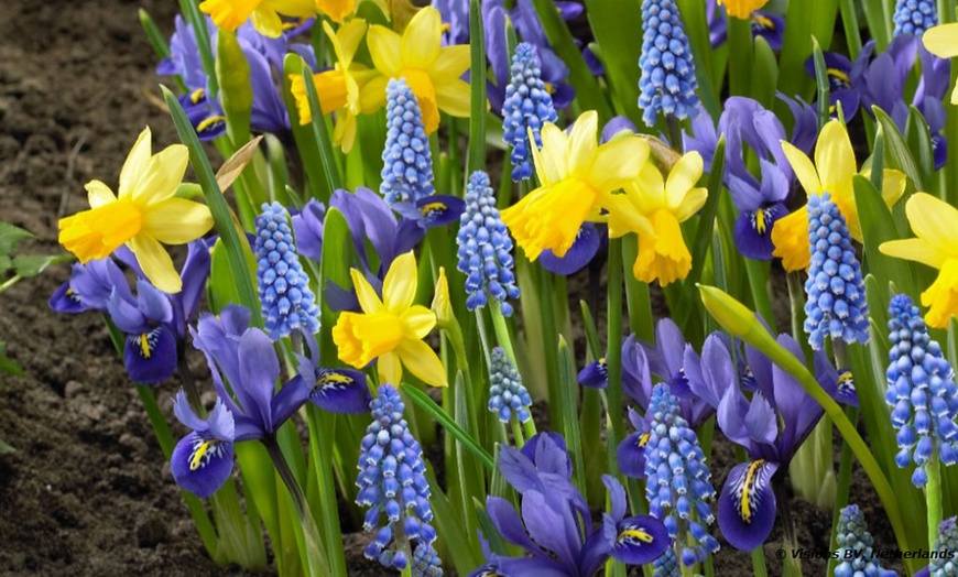 Image 1: Spring Symphony Mix 60 Bulbs