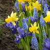 Image 1: Spring Symphony Mix 60 Bulbs