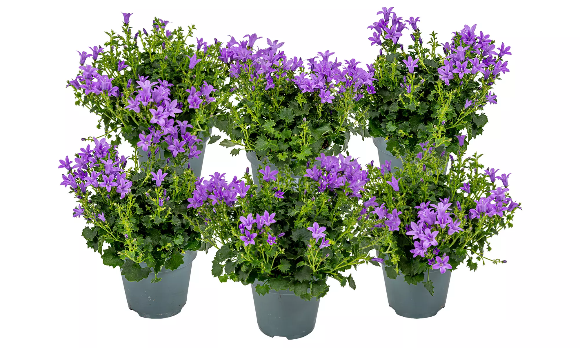 Lot de 3 ou 6 plante de campanule 'Intens Purple' - Image 6