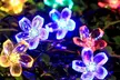 1 o 2 stringhe con 50 luci a LED a forma di fiori di ciliegio disponibili in 3 tipologie - Image 2