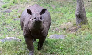 Admission for One Child or Adult to Bronx Zoo