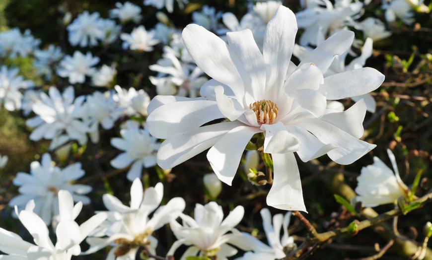 Image 1: Star Magnolia Collection - Three Potted Plants