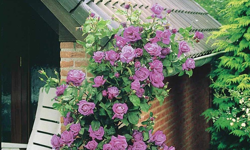 Image 2: Climbers Rose Four-Pack 