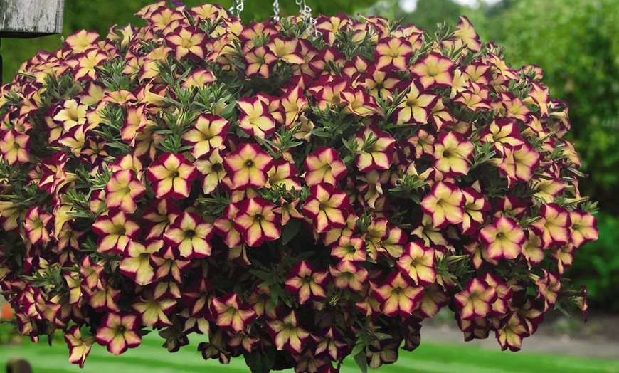 Image 1: 5, 10 or 20 Petunia 'Surfinia Star Burgundy' Plants