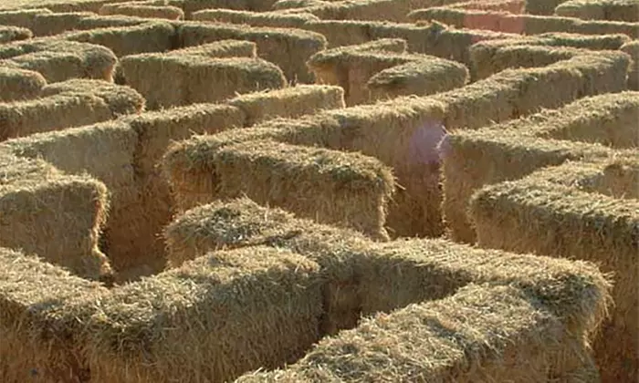 Family Farm Fun with Corn Maze, Pumpkin Patch, Hay Rides & More