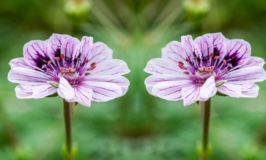 Image 2: Perennial Erodium ‘Spanish Eyes’ – 1, 2 or 3 Potted Plants