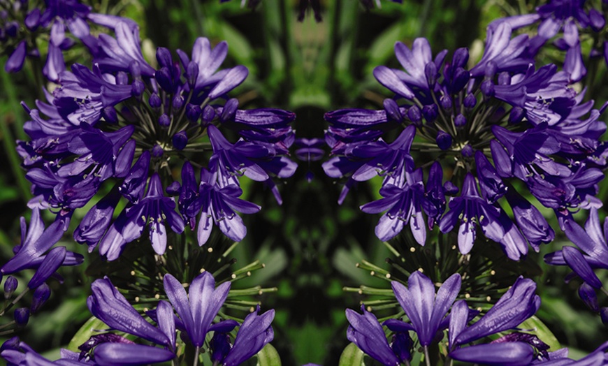 Image 6: One or Two Agapanthus "Ever Sapphire" Plants