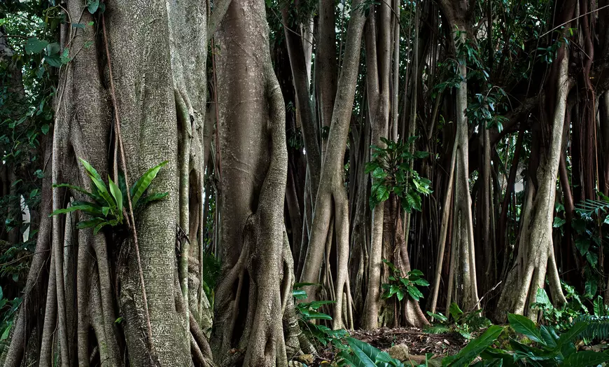 Image 5: Cairns: 3 Nights with Sightseeing Tour Included and Hotel Stay