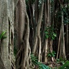 Image 5: Cairns: 3 Nights with Sightseeing Tour Included and Hotel Stay