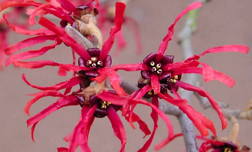 Image 3: Witch Hazel Shrub