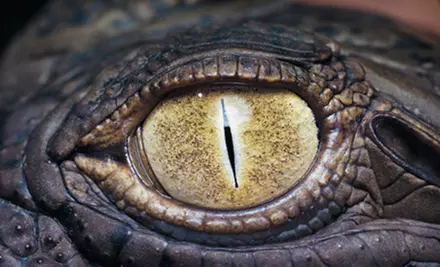$27 for an Everglades Airboat Ride and Wildlife Show from Half Price Ticket Tours ($55 Value) - Primary Image