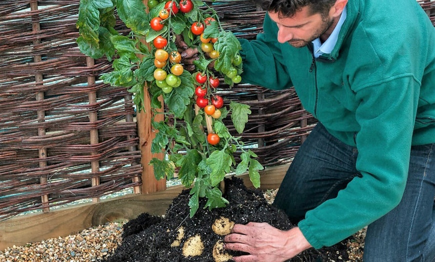 Image 3: TomTato-plant