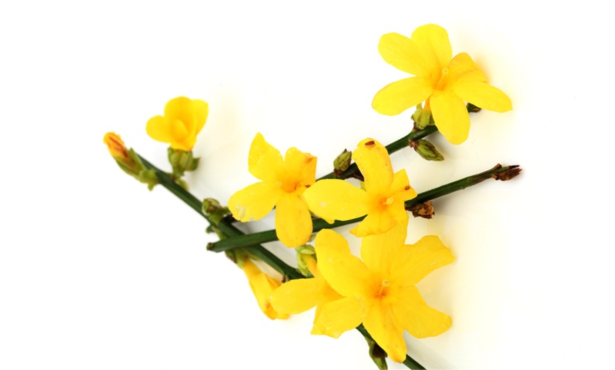 Image 3: Winter Flowering Yellow Jasmine