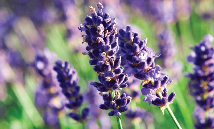 Image 5: Up to 12 Fragrant English Lavender ‘Hidcote’ 9cm Potted Plants 