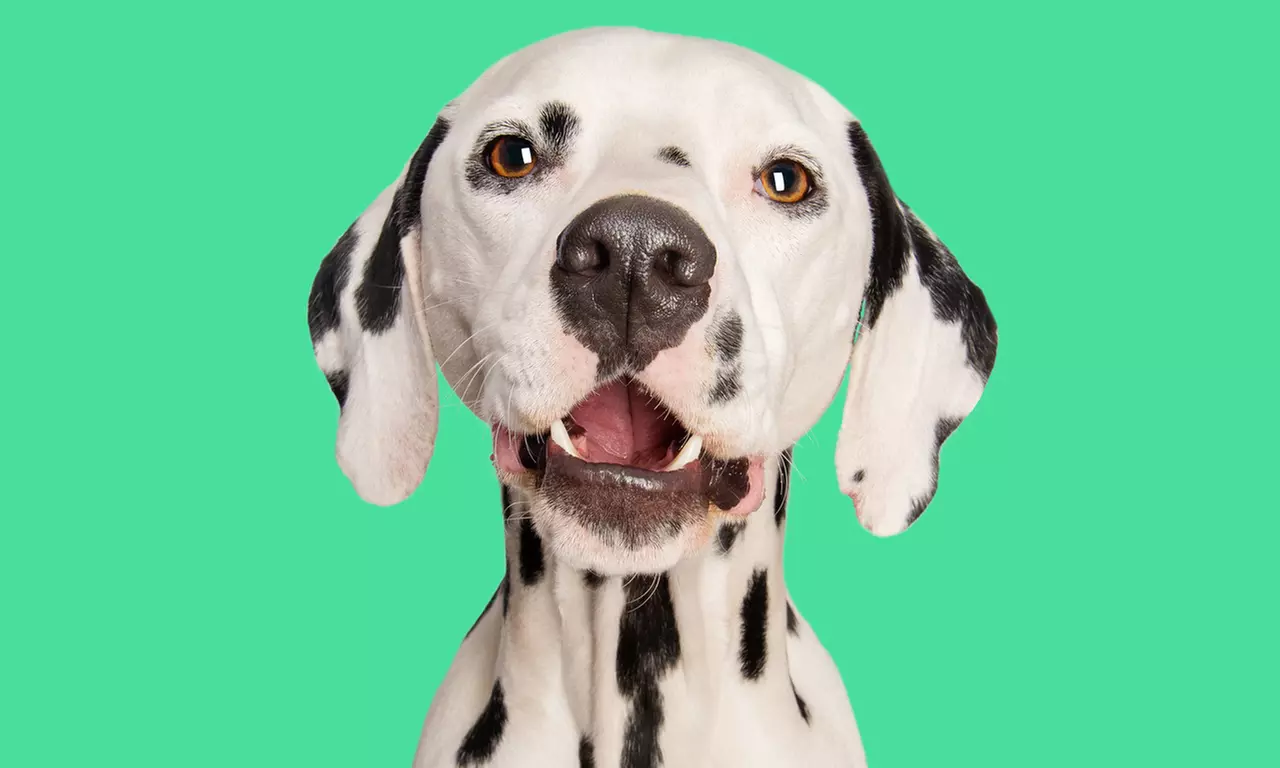 1-Hour Dog Photoshoot with Prints