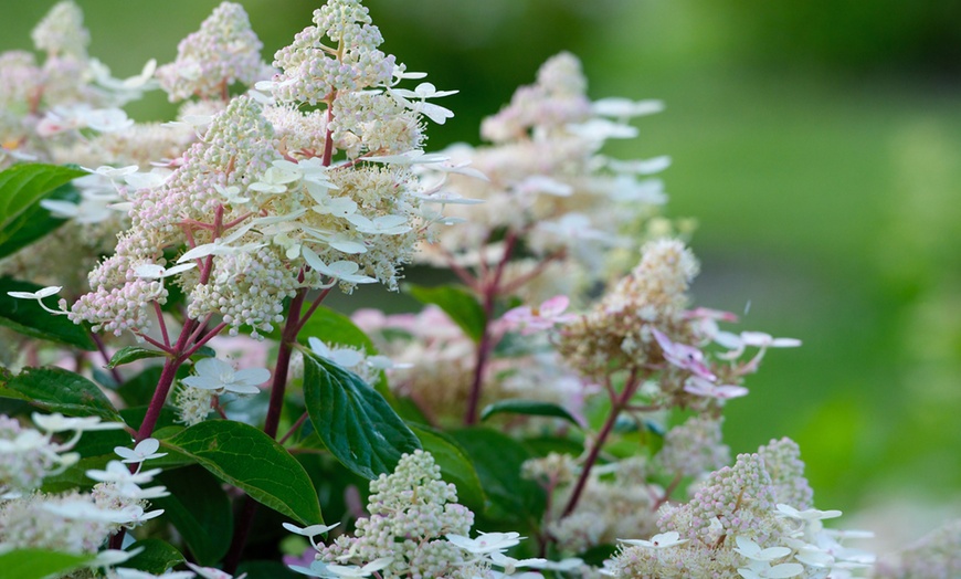 Image 6: Set di 2 piante di Hydrangea Hortensia