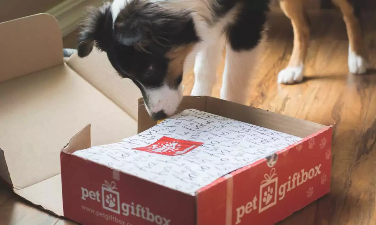 One- or Three-Month Subscription for Delivery of Seasonally–Themed Pet Gift Boxes from Pet Gift Box ( 52% Off ) - Primary Image