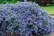 1 o 2 plantas de Ceanothus Thyrsiflorus Repens de 60-70 cm - Second Medium