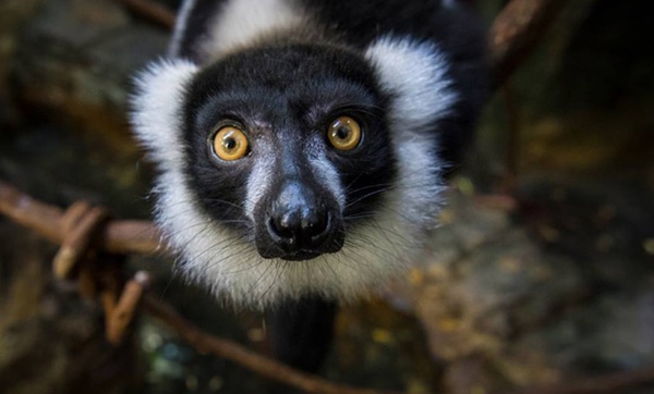 central park zoo groupon