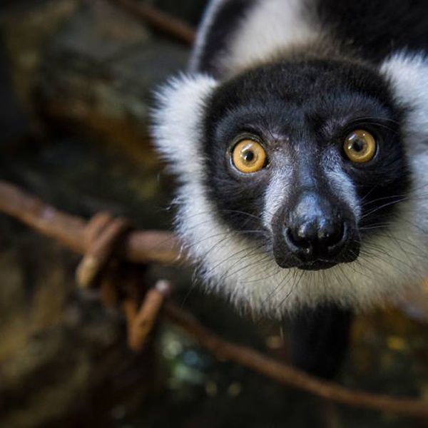 central park zoo groupon