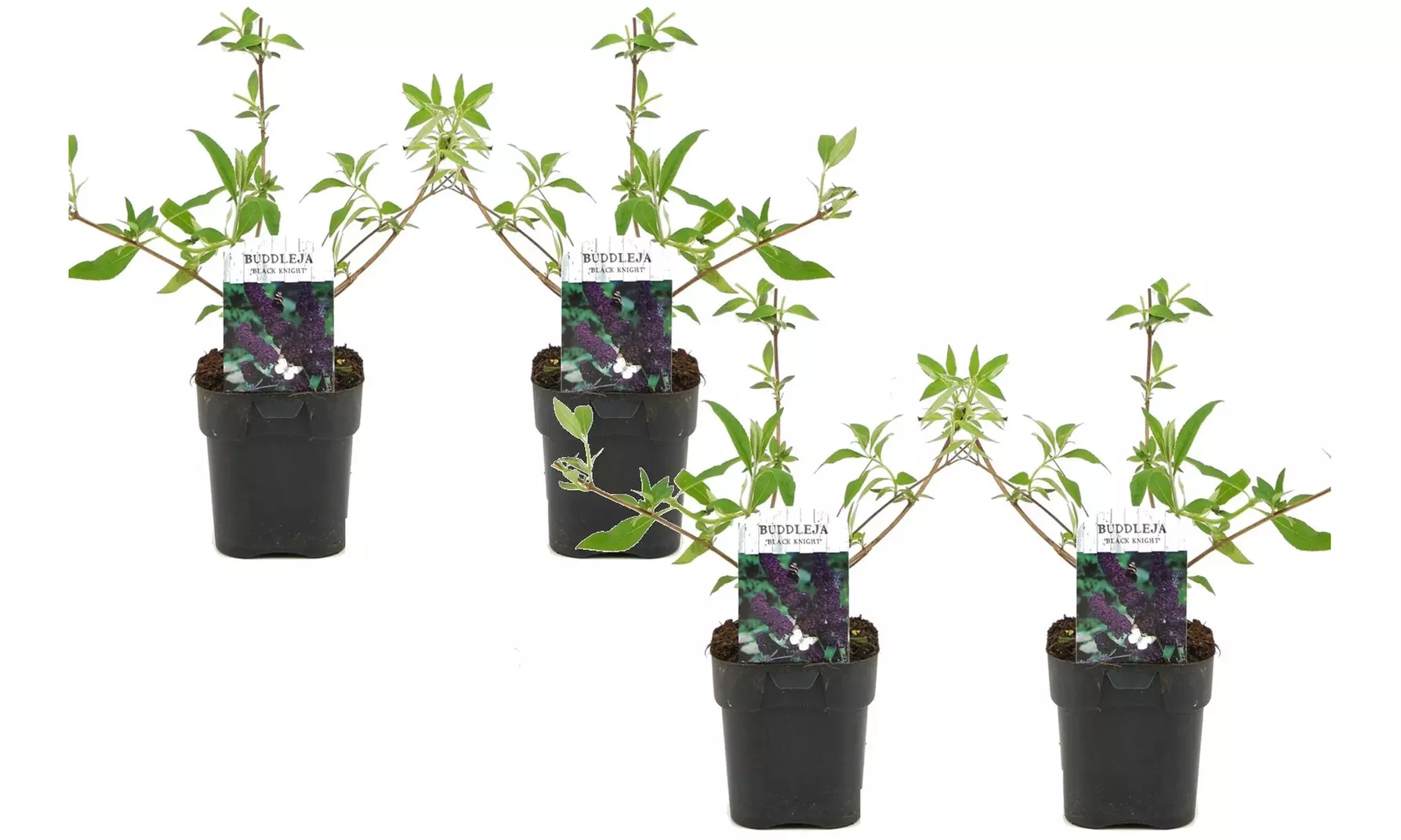 2er- oder 4er-Set Buddleja Schmetterlingspflanzen, inkl. Versand - Second Medium