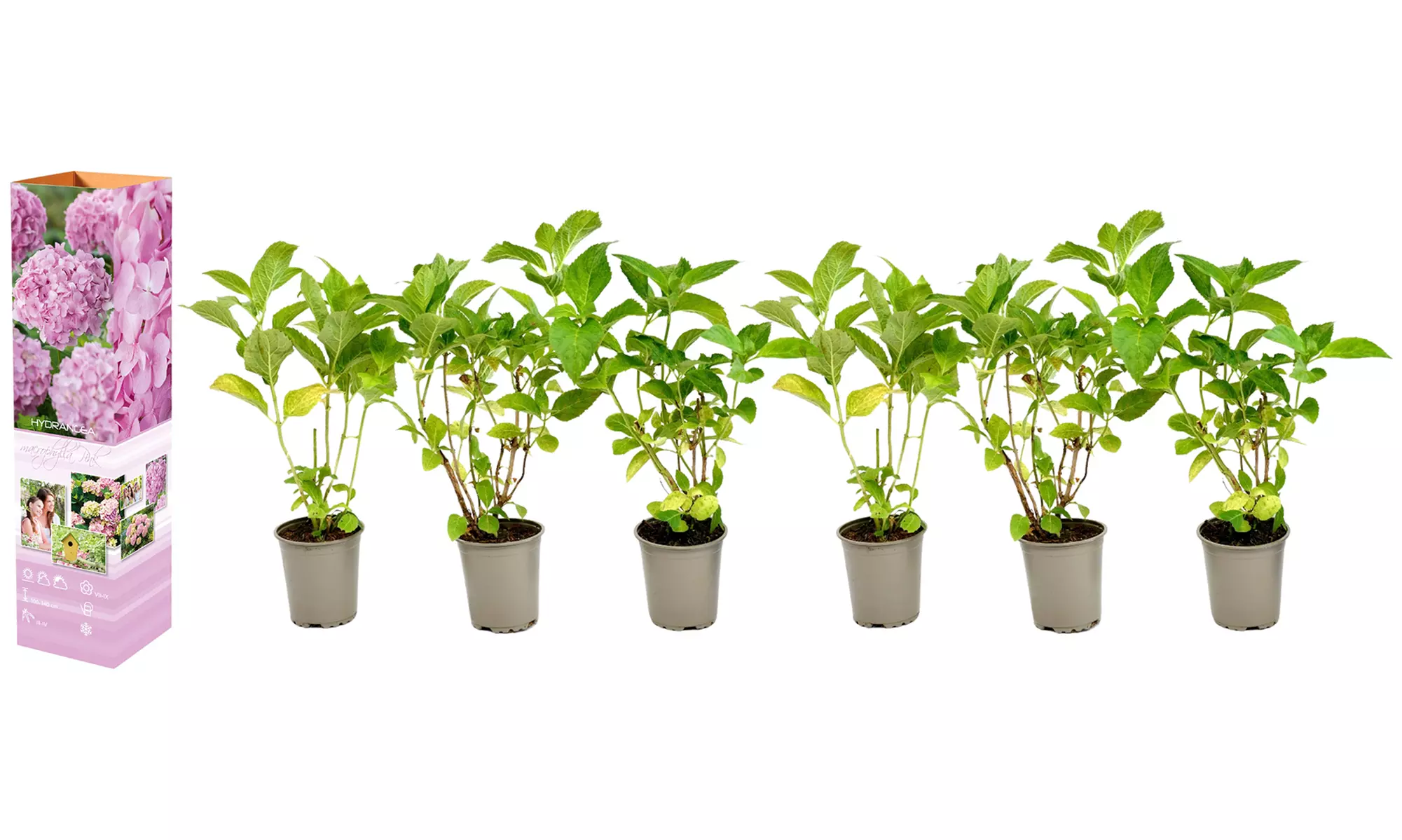 3er- oder 6er-Set Hortensien