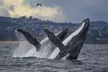 Enjoy a 2.5-Hour Weekday or Weekend Whale Watching Cruise with Live Commentary & Viewing Decks (Up To 28% Off) - Image 5