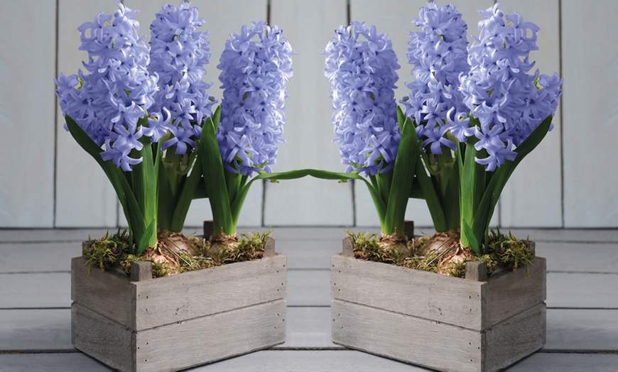 Image 2: Scented Hyacinth Gift Collection