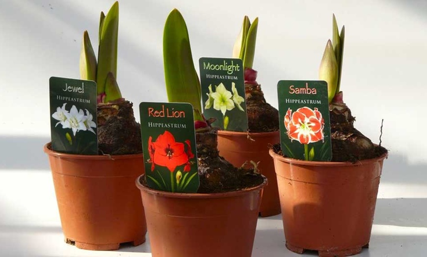 Image 2: Potted Amaryllis