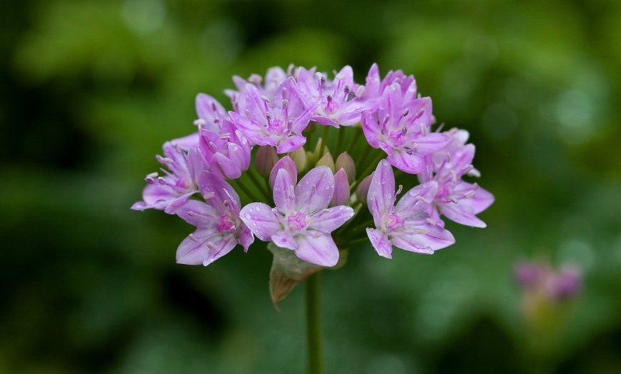 Image 3: 90, 180 or 270 Bulbs of Mini Allium Collection