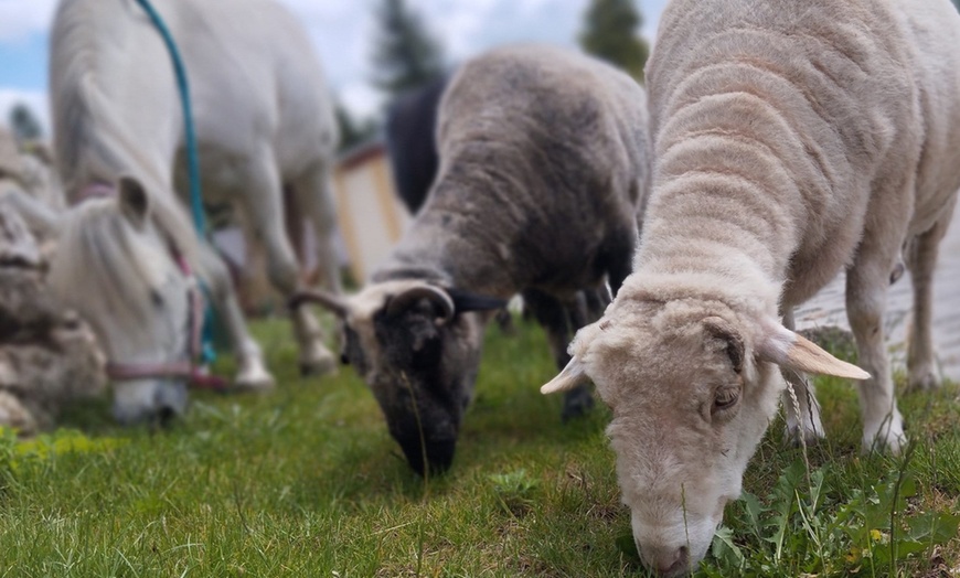 Image 18: Bilety do Mini Zoo Zwierzaczkowo w Szklarskiej Porębie