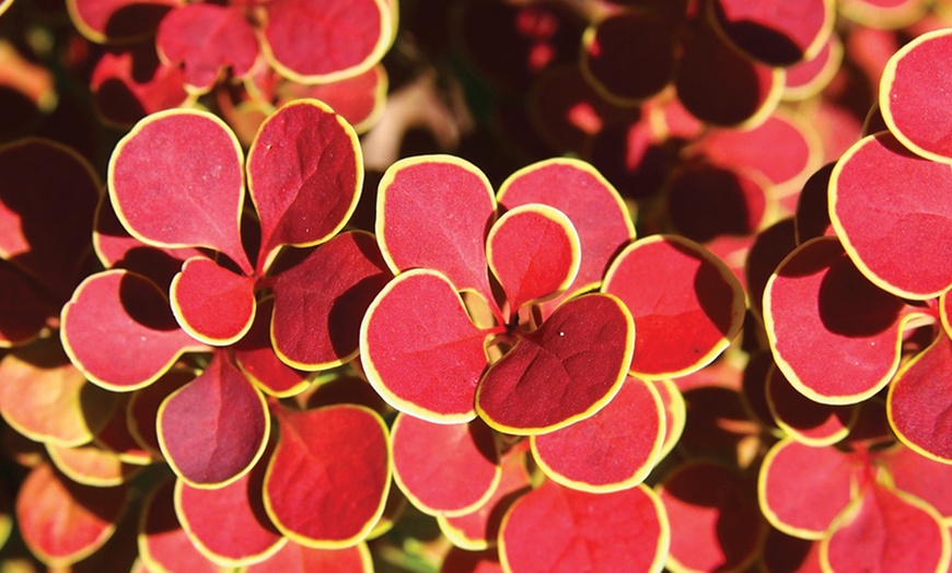 Image 2: Berberis „Orange Sunrise“