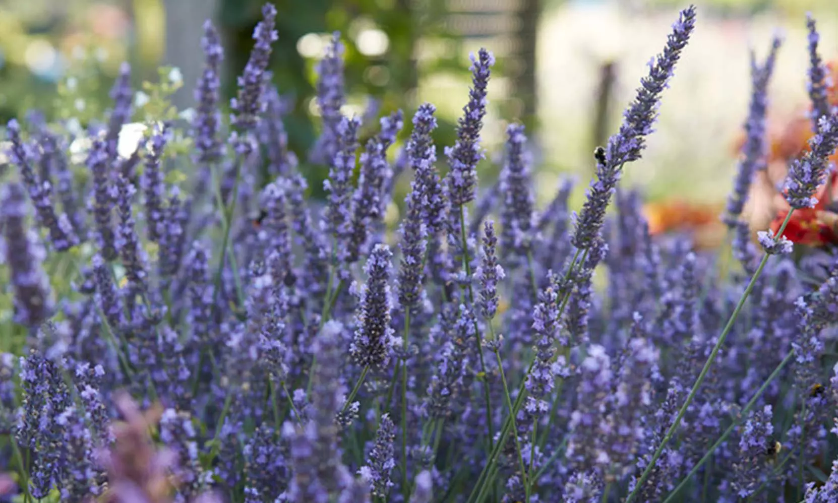 Lot de plantes de lavande