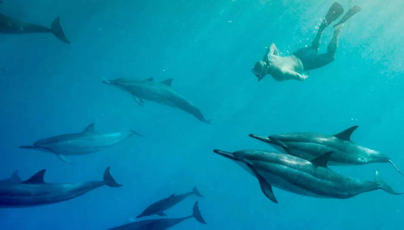 Snorkel with Dolphins Adventure Tour for One, Two, or Four from Aloha Dolphin Tours (Up to 51% Off) - Primary Image