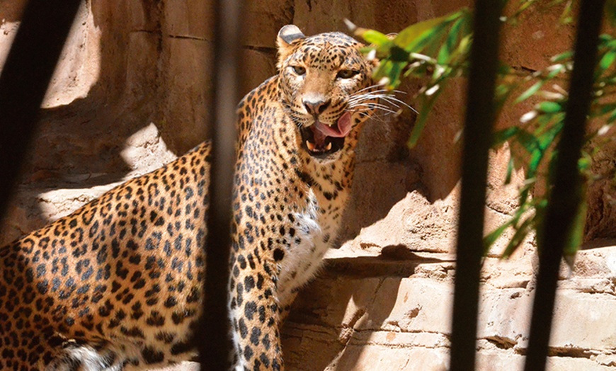 Image 5: Entrada de niño o adulto a Bioparc Fuengirola