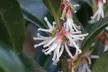 Sarcococca Winter Gem - 1 or 3 Potted Plants - Image 2
