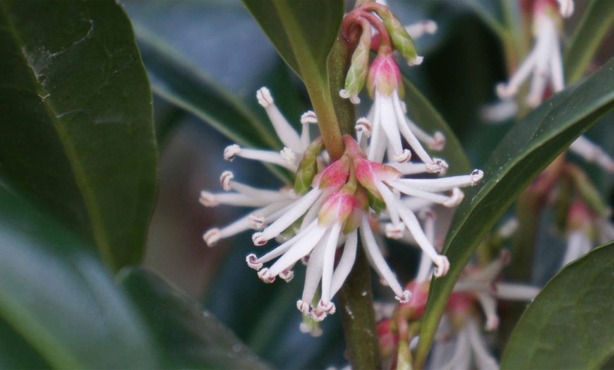 Image 2: Sarcococca Winter Gem - 1 or 3 Potted Plants