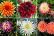 Mixed Summer Dahlia Tubers - Second Medium