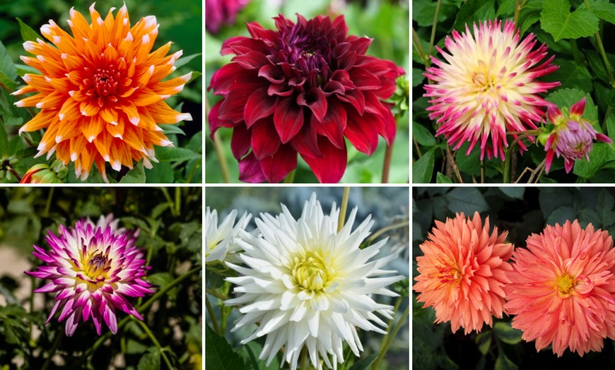 Image 3: Mixed Summer Dahlia Tubers