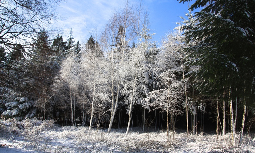 Image 7: New Forest National Park Stay